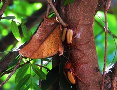 Charaxes varanes