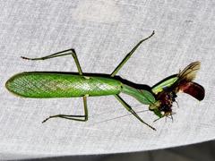 Sphodromantis