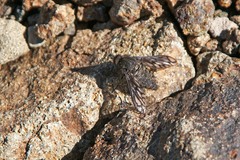 Conophorus fenestratus