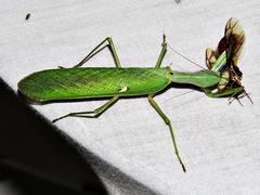 Sphodromantis