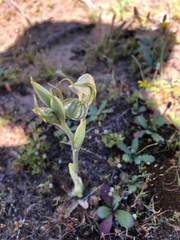Pterostylis planulata