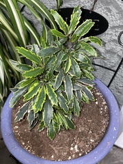 Plerandra elegantissima