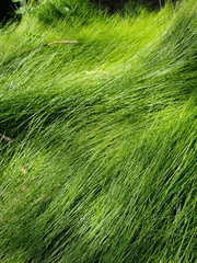 Poa tenera