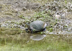 Trachemys venusta