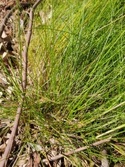 Poa tenera