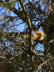 Tamiasciurus hudsonicus