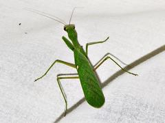 Sphodromantis