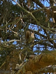 Tamiasciurus hudsonicus