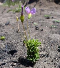 Oxalis orthopoda