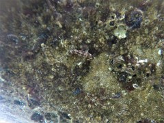 Hypsoblennius brevipinnis