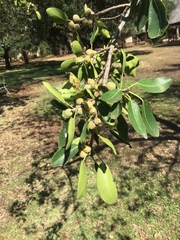 Ficus natalensis natalensis