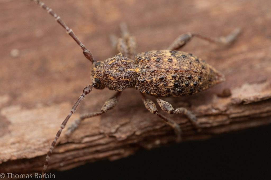 Thorn-tailed Longhorn Beetle