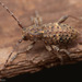 Thorn-tailed Longhorn Beetle - Photo (c) Thomas Barbin, some rights reserved (CC BY-NC), uploaded by Thomas Barbin