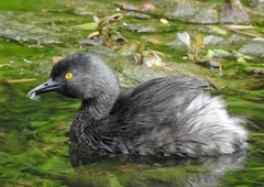 Tachybaptus dominicus