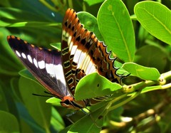 Charaxes brutus