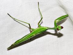 Sphodromantis