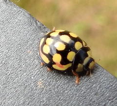 Cheilomenes sulphurea