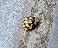 Cheilomenes sulphurea