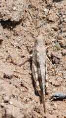 Trimerotropis maritima