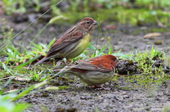 Chestnut Bunting photo 2
