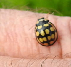 Cheilomenes sulphurea