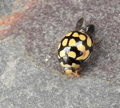 Cheilomenes sulphurea