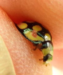 Cheilomenes sulphurea