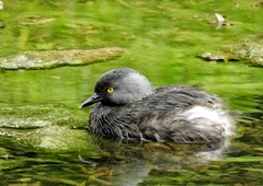 Tachybaptus dominicus