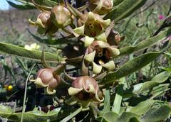 Pachycarpus dealbatus