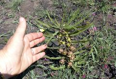 Pachycarpus dealbatus