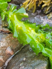 Ulva taeniata