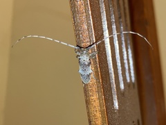 Oncideres cingulata