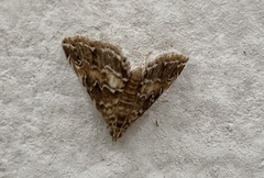 Elophila turbata
