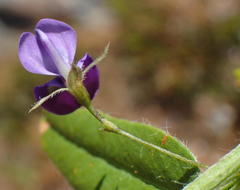 Psoralea plauta