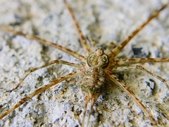 Neotama mexicana
