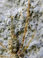Neotama mexicana