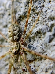 Neotama mexicana