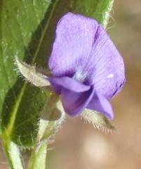 Psoralea plauta