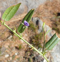 Psoralea plauta