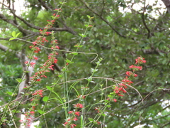Russelia verticillata