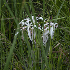 Crinum viviparum