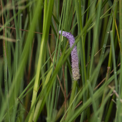 Aponogeton natans