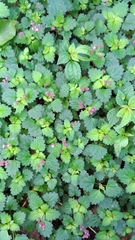 Nanocnide japonica