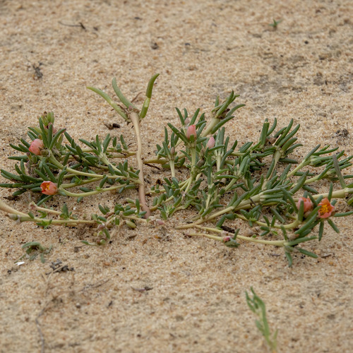 Portulaca 'Fairy Tales Bicolor'