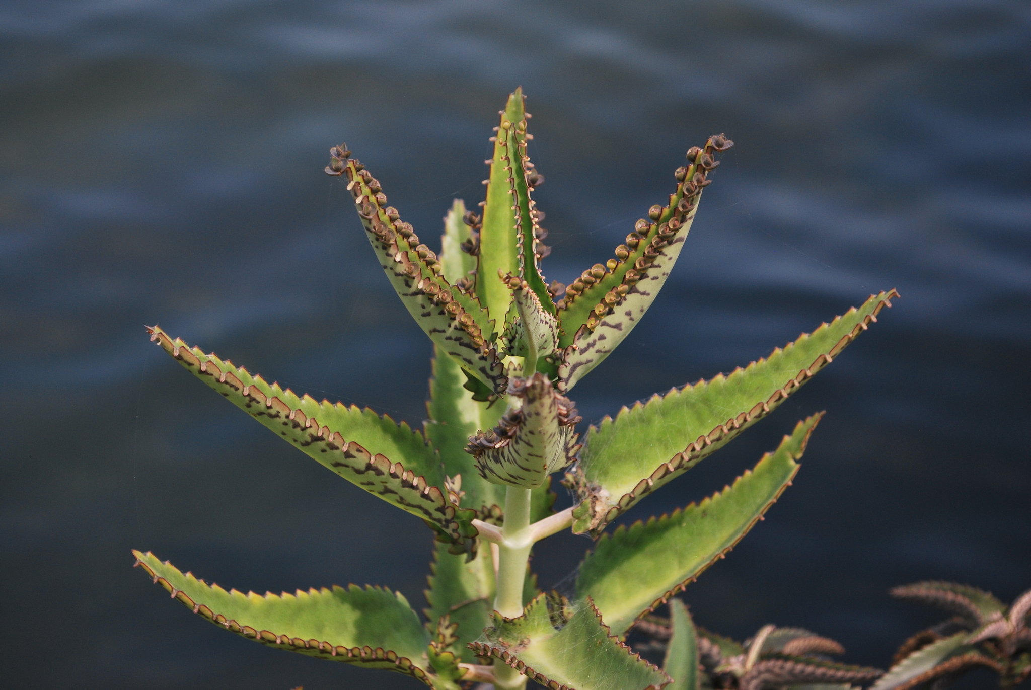 Alligator Plant (Kalanchoe daigremontiana)  iNaturalist