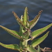 Alligator Plant - Photo (c) Pedro G Coscarelli, some rights reserved (CC BY-NC), uploaded by Pedro G Coscarelli