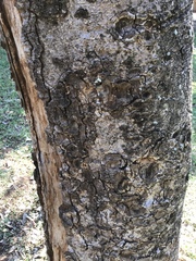 Ficus natalensis natalensis