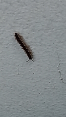 Chondromorpha xanthotricha