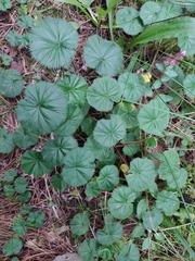 Alchemilla pectinata