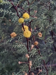 Vachellia vernicosa